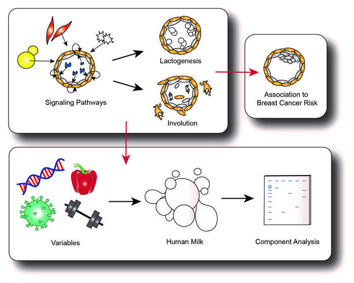 POTENTIAL RESEARCH THAT CAN BE CONDUCTED USING 3D HUMAN BREAST ORGANOID MODELS