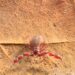 Pseudoscorpion from Israel: Lasiochernes turcicus (Chernetidae)