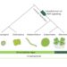 Establishment of ROP signalling in the evolution of Streptophytes.