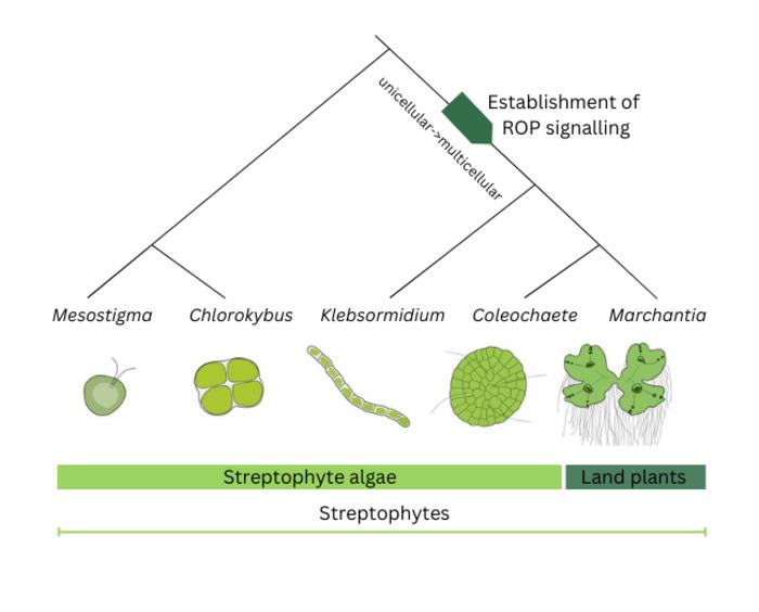 Establishment of ROP signalling in the evolution of Streptophytes.