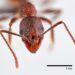 Rare ant species rediscovered in metro area treetops in North Carolina