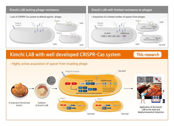 Kimchi lactic acid bacteria with a high level of resistance to phage