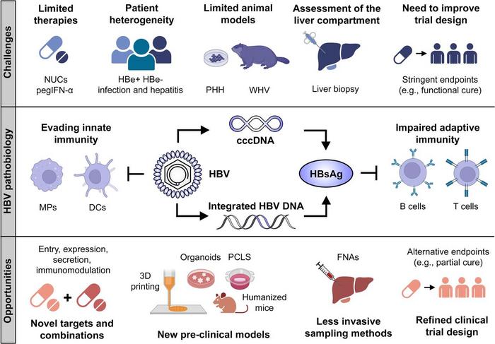 Opportunities and challenges for hepatitis B cure.