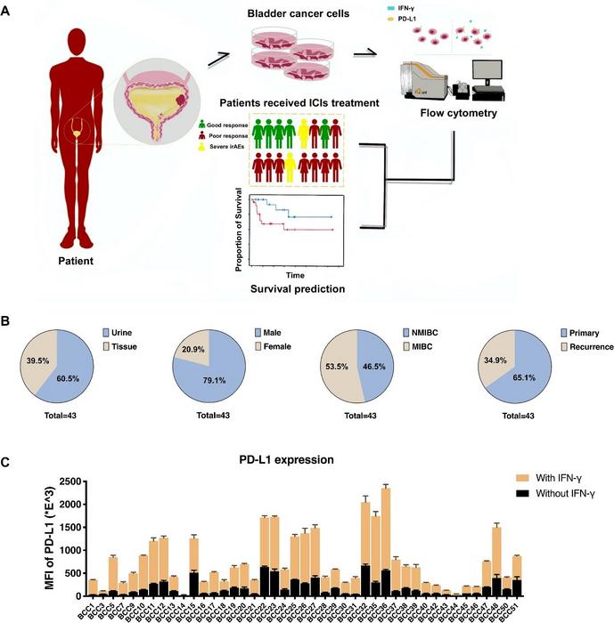 Overview of establishment of BC-PD-L1