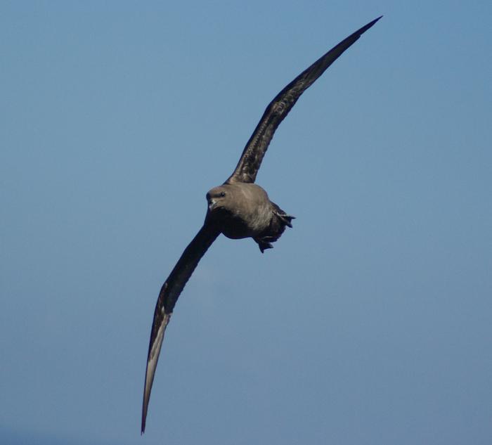 Petrel