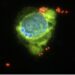 Neisseria meningitidis bacteria (in red) binding to the surface of an epithelial cell (nucleus in blue) infected with influenza virus (viral neuraminidase in green). Influenza infection facilitates diplococci binding to the cell surface.