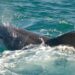 Bottlenose dolphins