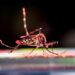 Aedes aegypti mosquito