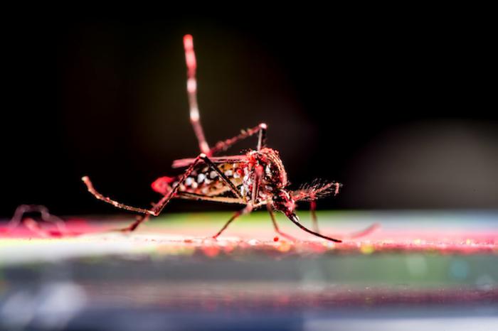 Aedes aegypti mosquito