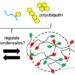 UBQLN2 Condensates