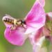 The venom preceded the stinger: Genomic studies shed light on the origins of bee venom