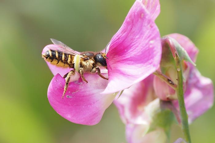 The venom preceded the stinger: Genomic studies shed light on the origins of bee venom