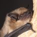 Photo of a serotine bat