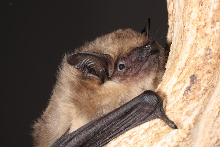 Photo of a serotine bat