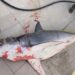 A shark caught off Cyprus