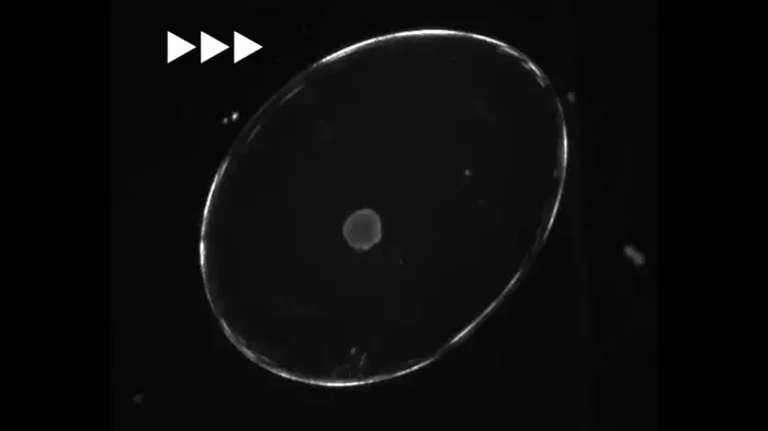 Embryo timelapse