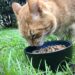 cat eating dry food from a bowl