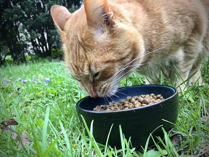 cat eating dry food from a bowl