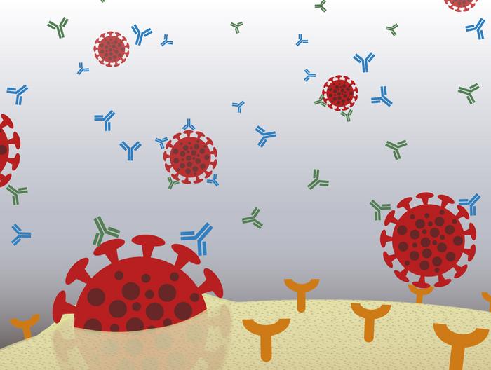 To prevent infection, pathogenesis, and severe diseases, antibodies produced by the COVID-19 vaccine target distinct regions of the viral spike protein