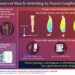 Dynamics of muscle stretching by passive lengthening