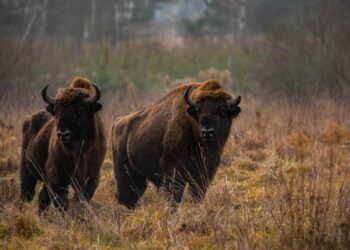 Free-ranging European bison