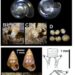 Taxonimic classification of a novel snail species discovered in Japan