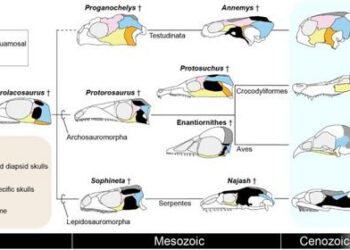 Evolutionary history of temporal skull morphology in Reptilia and developmental insights into cranial diversification