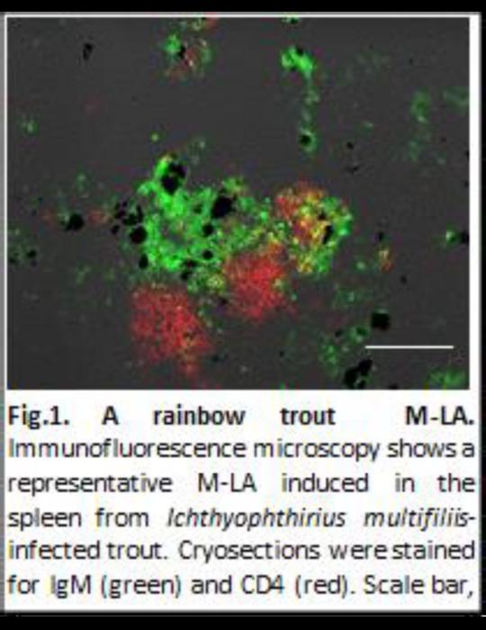 Fif 1. A rainbow trout M-LA