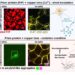 Prion protein & copper interaction