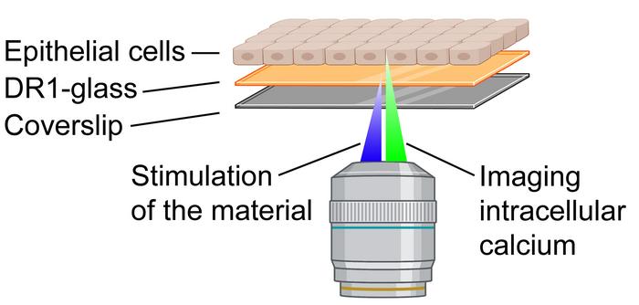 Calcium signals from cells grown on top of photosensitive DR1 glass