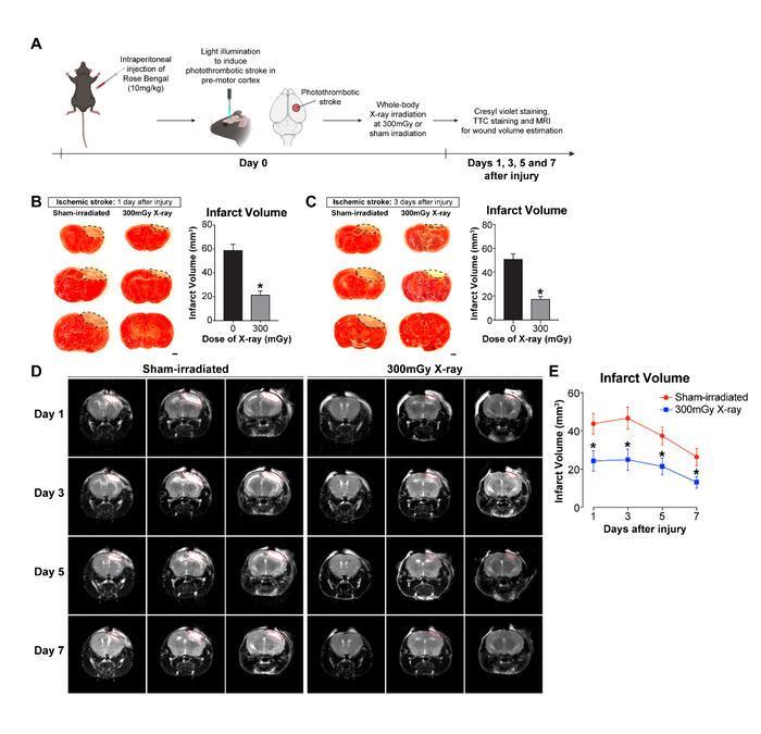 LDIR accelerates wound closure after ischemic stroke in adult mice