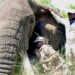 Simon Nampindo (standing) helping to collar an elephant in Murchison Falls National Park, Uganda.