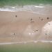 Aerial pictures of grey and harbour seals in the Dutch Wadden Sea