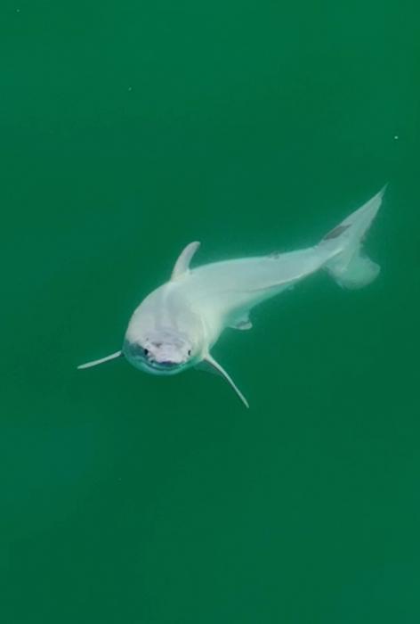 Newborn great white