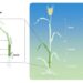 The main body axis of a vegetative culm in barley