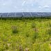 Solar Panels With Flowers