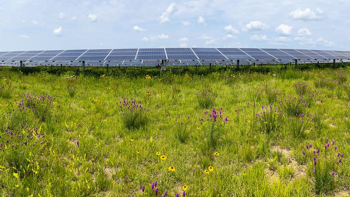 Solar Panels With Flowers