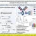 Effect of polyamines on the N-glycan structures of antibodies