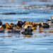 Sea otters in kelp