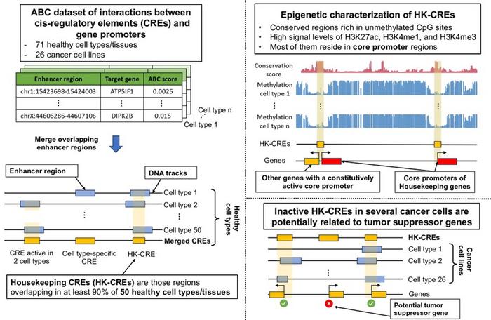 Identification of Housekeeping CREs: Genetic switches active in every cell type and their potential role in cancer suppression