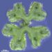 Marchantia polymorpha, the liverwort used as a model organism.