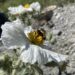 bee gathering pollen from a prickly poppy