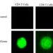 T cells glowing green (bottom) when cytoplasm from the tumor enters them. T cells that have not encountered tumor cells (top) remain dark. Credit: UMass Amherst