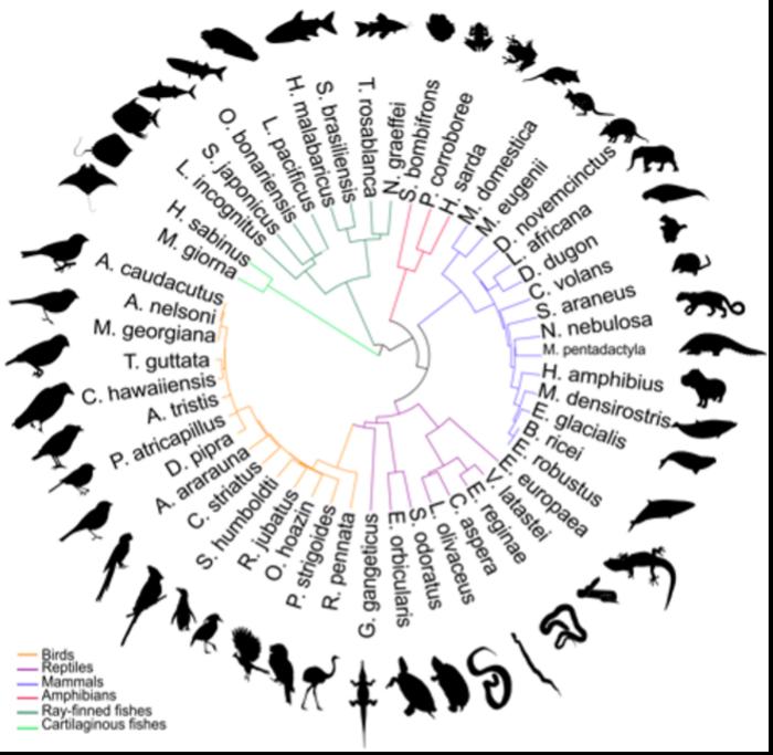 Sequencing Vertebrate Genomes