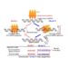 Models for homologous recombination by RecA.