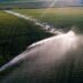 Irrigated field