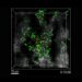 Live microscopic capture of CD4+ T cells attacking cancerous cells