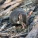 Male dusky antechinus