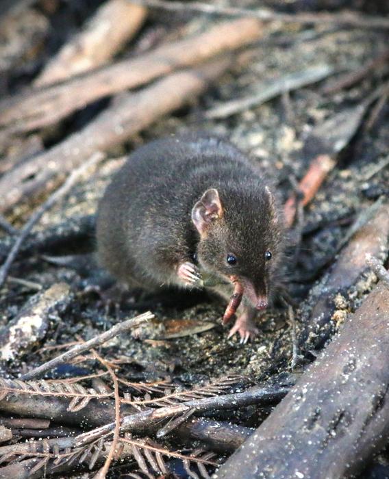 Male dusky antechinus