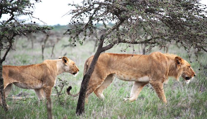 African lion